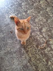 Found/Stray Male Cat last seen Olivia dr & Nautilus dr., Avon Park, FL 33825