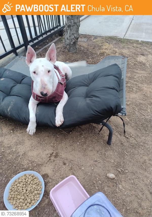 Found/Stray Female Dog last seen Montgomery St and 3rd avenue, Chula Vista, CA 91911
