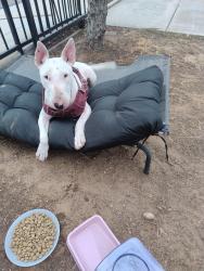 Found/Stray Female Dog last seen Montgomery St and 3rd avenue, Chula Vista, CA 91911