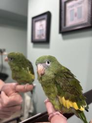 Found/Stray Unknown Bird last seen Bingham st., Philadelphia, PA 19115