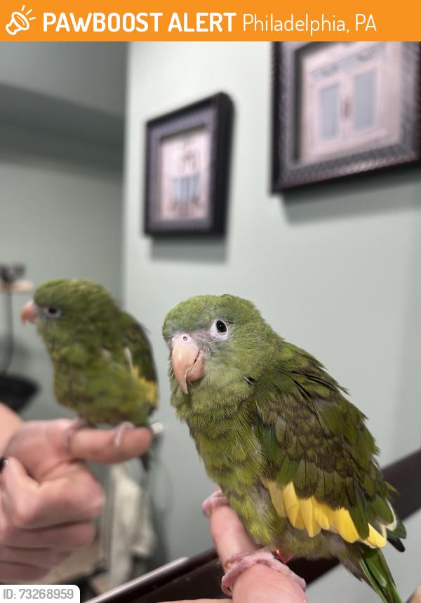 Found/Stray Unknown Bird last seen Bingham st., Philadelphia, PA 19115