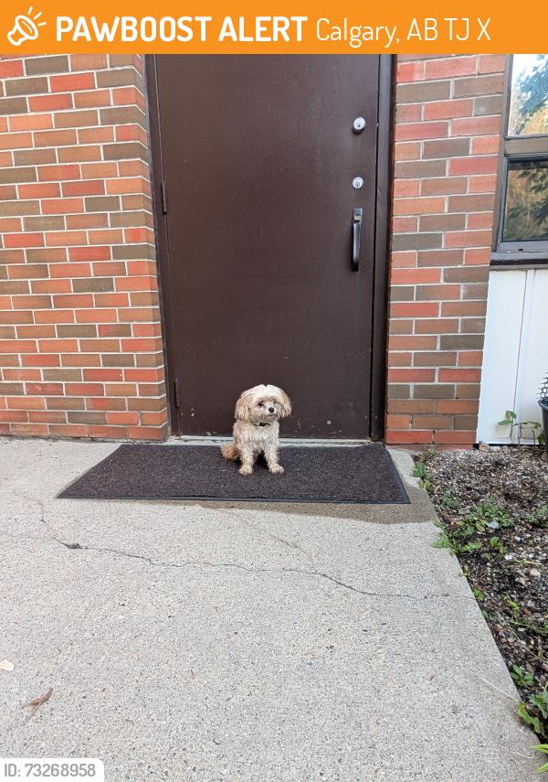 Found/Stray Male Dog last seen Fairmount drive and 90th Ave, Acadia, Calgary, Calgary, AB T2J 4X5
