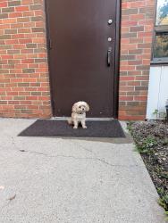 Found/Stray Male Dog last seen Fairmount drive and 90th Ave, Acadia, Calgary, Calgary, AB T2J 4X5