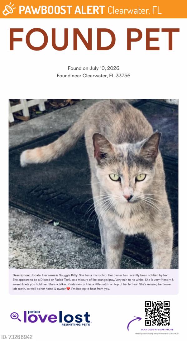 Found/Stray Female Cat last seen E of Missouri Ave & Lakeview Rd intersection, Clearwater, FL 33756