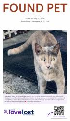 Found/Stray Female Cat last seen E of Missouri Ave & Lakeview Rd intersection, Clearwater, FL 33756