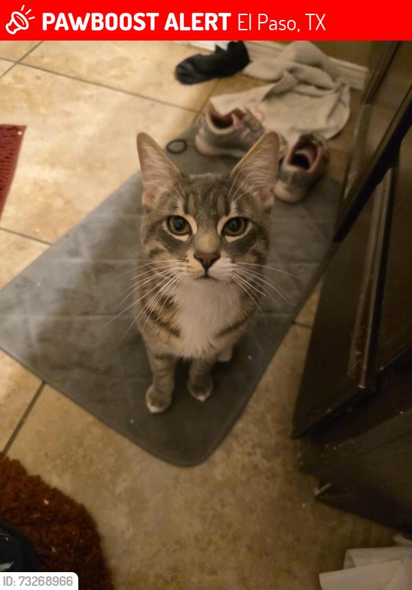 Lost Male Cat last seen Tim foster, El Paso, TX 79938