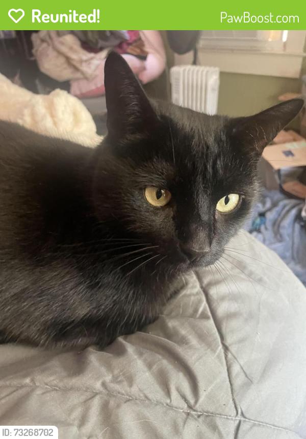 Reunited Male Cat last seen Frankford and Belair Ave, Baltimore, MD 21206