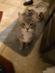 Lost Male Cat last seen Tim foster, El Paso, TX 79938