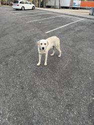 Found/Stray Male Dog last seen Dunnigan Rest Area NB, Dunnigan, CA 95937