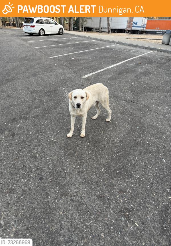 Found/Stray Male Dog last seen Dunnigan Rest Area NB, Dunnigan, CA 95937