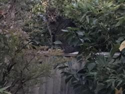 Lost Male Cat last seen Near Spring Lane, Bexhill, England TN39 4ET