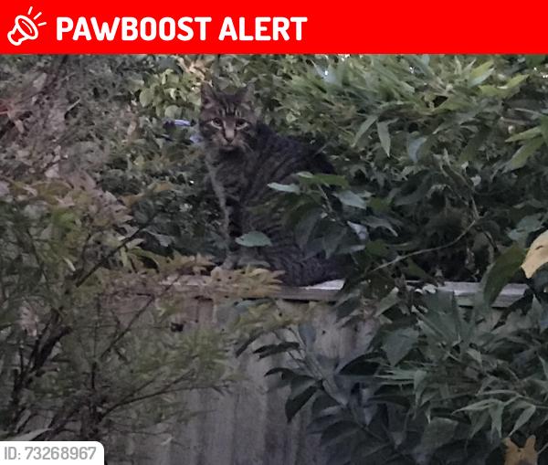 Lost Male Cat last seen Near Spring Lane, Bexhill, England TN39 4ET