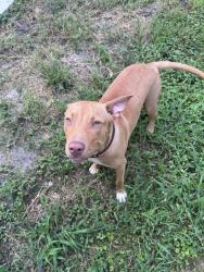 Found/Stray Male Dog last seen Meadbrook, Rocky Mount, NC 27801