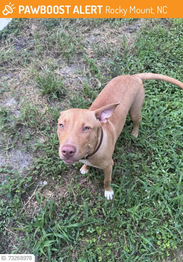 Found/Stray Male Dog last seen Meadbrook, Rocky Mount, NC 27801