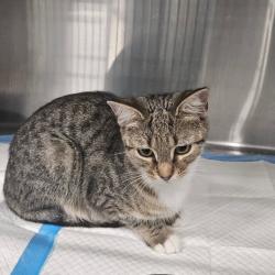 Shelter Stray Unknown Cat last seen , 980 Guilford College Rd, Greensboro, NC 27409, USA