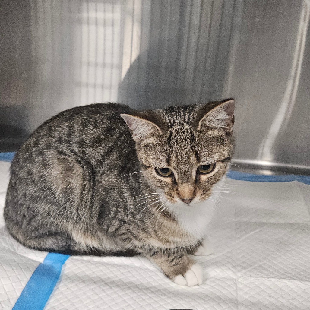 Shelter Stray Unknown Cat last seen , 980 Guilford College Rd, Greensboro, NC 27409, USA