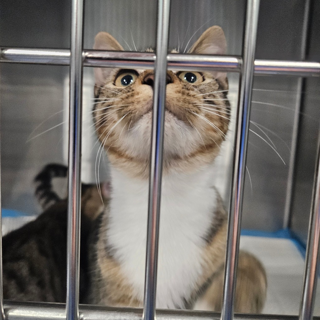Shelter Stray Unknown Cat last seen , 980 Guilford College Rd, Greensboro, NC 27409, USA