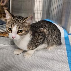 Shelter Stray Unknown Cat last seen , 980 Guilford College Rd, Greensboro, NC 27409, USA