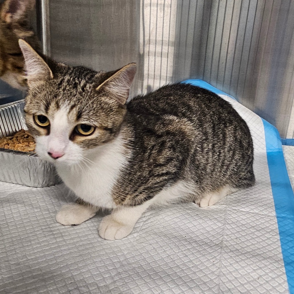 Shelter Stray Unknown Cat last seen , 980 Guilford College Rd, Greensboro, NC 27409, USA