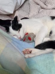 Lost Female Cat last seen Near Norbury Avenue, Greater London, England CR7 8JH