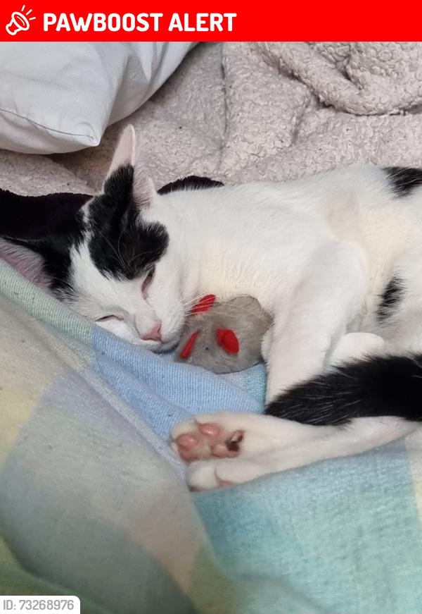 Lost Female Cat last seen Near Norbury Avenue, Greater London, England CR7 8JH