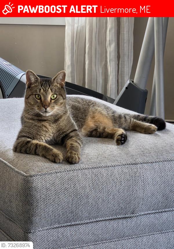Lost Male Cat last seen Sanders Road, Livermore, ME 04253