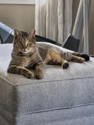 Lost Male Cat last seen Sanders Road, Livermore, ME 04253