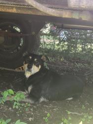 Found/Stray Unknown Dog last seen W sanderfer rd, Athens, AL 35611