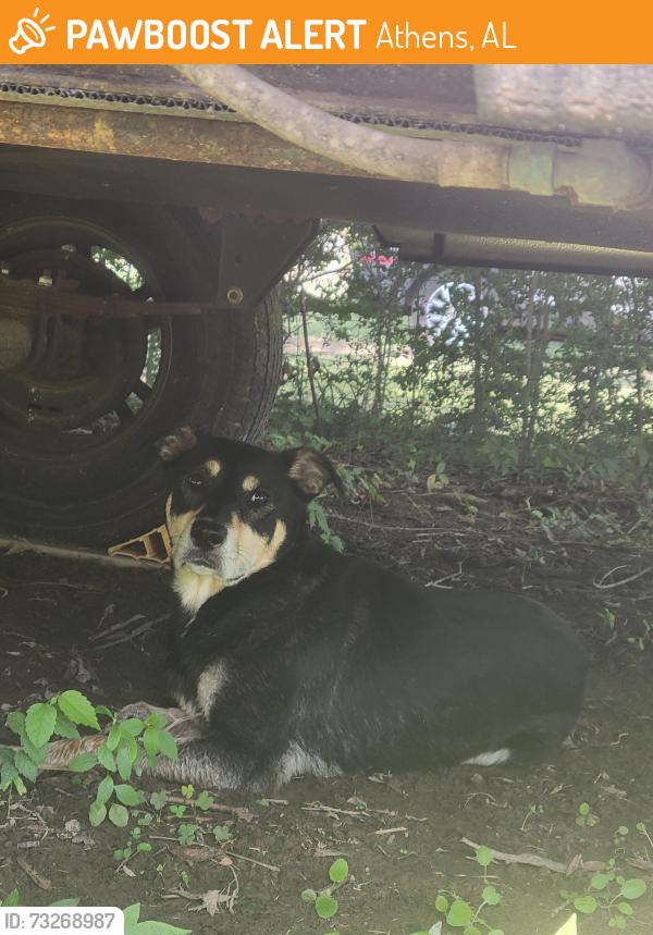 Found/Stray Unknown Dog last seen W sanderfer rd, Athens, AL 35611