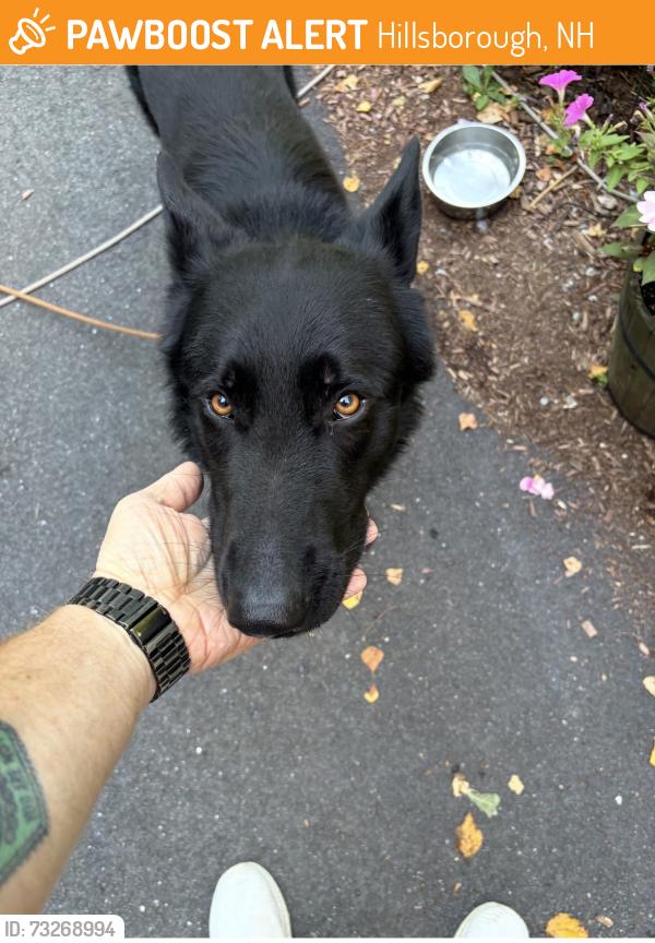 Found/Stray Male Dog last seen Center rd, Hillsborough, NH 03244