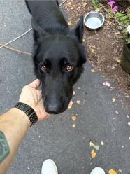 Found/Stray Male Dog last seen Center rd, Hillsborough, NH 03244