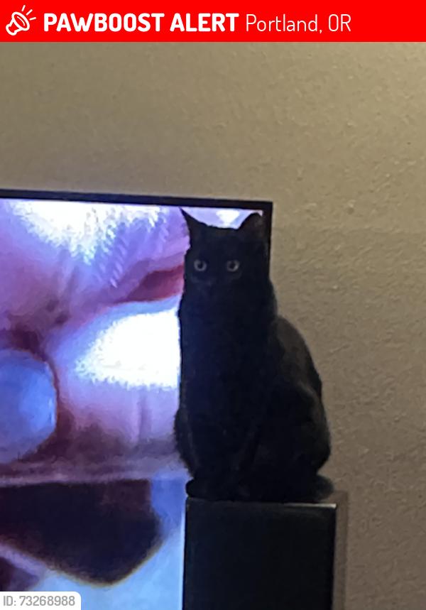 Lost Female Cat last seen Psu campus, Portland, OR 97201