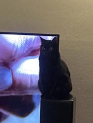 Lost Female Cat last seen Psu campus, Portland, OR 97201