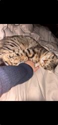 Lost Male Cat last seen Caliente street and Campanula, Yucca Valley, CA 92284