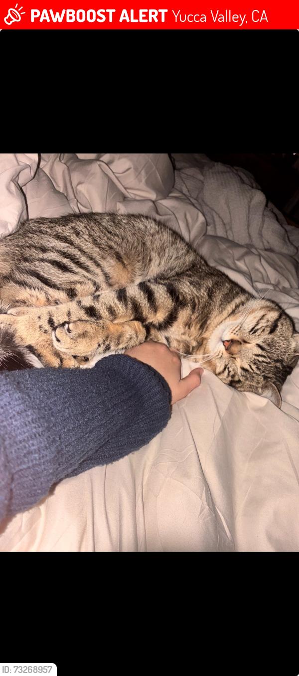 Lost Male Cat last seen Caliente street and Campanula, Yucca Valley, CA 92284