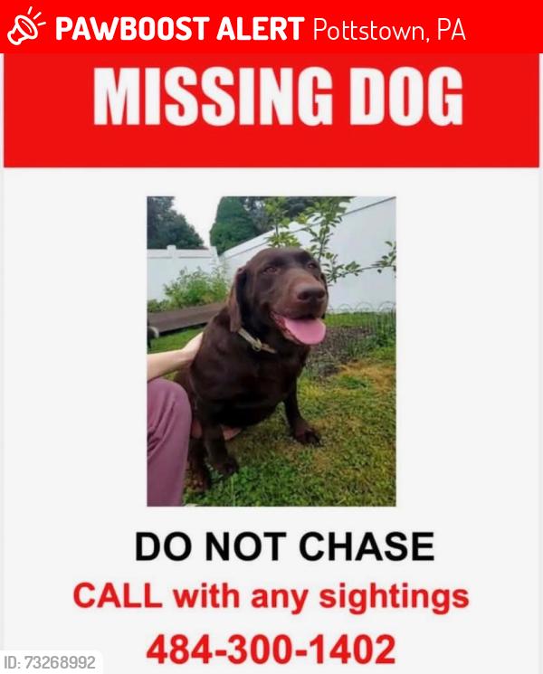 Lost Female Dog last seen Near n hanover st, Pottstown, PA 19464