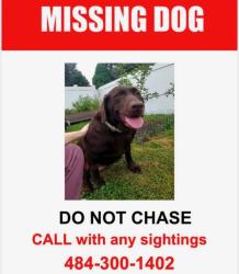 Lost Female Dog last seen Near n hanover st, Pottstown, PA 19464