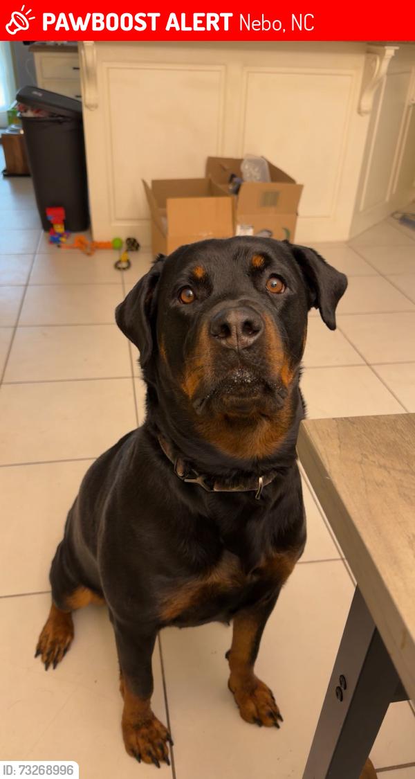 Lost Female Dog last seen None, Nebo, NC 28761