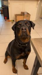 Lost Female Dog last seen None, Nebo, NC 28761