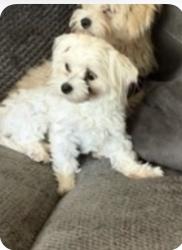 Lost Female Dog last seen Near Oleander blvd. Fort pierce., Fort Pierce, FL 34950