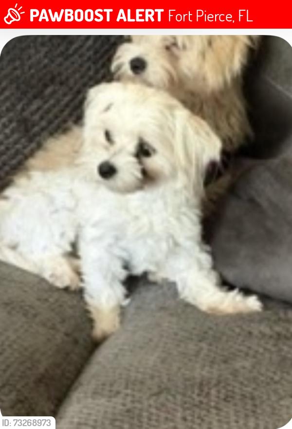Lost Female Dog last seen Near Oleander blvd. Fort pierce., Fort Pierce, FL 34950