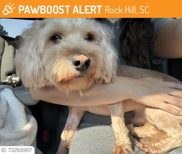 Found/Stray Male Dog last seen Coke plant on Hollis lakes rd, Rock Hill, SC 29732