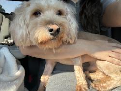 Found/Stray Male Dog last seen Coke plant on Hollis lakes rd, Rock Hill, SC 29732
