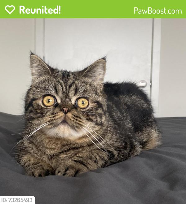 Reunited Male Cat last seen Near Glenwood, Leonia, NJ 07605