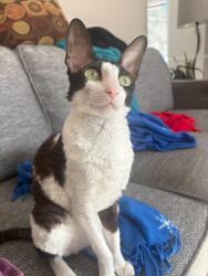 Reunited Female Cat last seen Montmagny et Allard, Montréal, QC H4E 2V8
