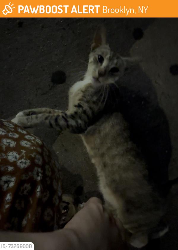 Found/Stray Unknown Cat last seen Herkimer, Brooklyn, NY 11216