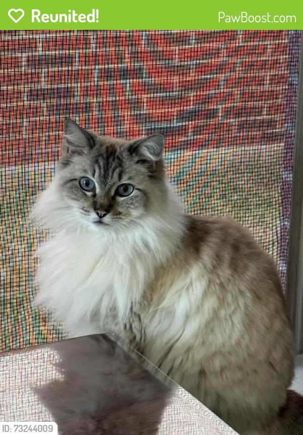 Reunited Female Cat last seen Winding Hallow, Katy, TX 77450