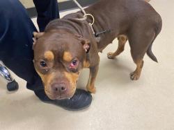 Shelter Stray Female Dog last seen , 3839 W Burnham St, West Milwaukee, WI 53215, USA