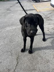 Shelter Stray Female Dog last seen Near BLOCK HIALEAH GARDENS BLVD, 3599 NW 79th Ave, Doral, FL 33122, USA