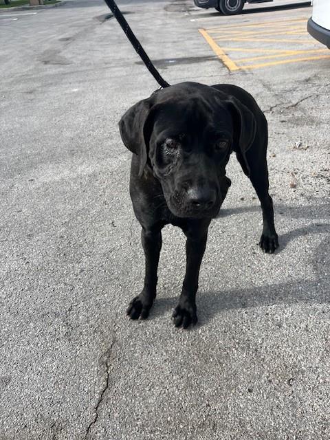 Shelter Stray Female Dog last seen Near BLOCK HIALEAH GARDENS BLVD, 3599 NW 79th Ave, Doral, FL 33122, USA